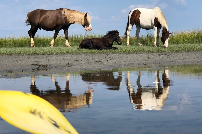 Guided Kayak Tour to see ponies, birds, dolphins and more - Authentic Experiences and Honest Feedback