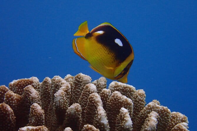 Guided Scuba Dive in Lahaina: Certified - Practical Details and What You Need to Know