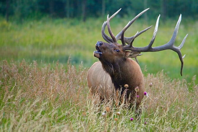 Half-Day Rocky Mountain National Park "Mountains to Sky Tour" - RMNPhotographer - Final Thoughts