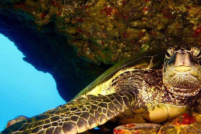 Half Day Snorkel to Lanai from Kaanapali Beach + Dolphin Search - Who Will Love This Tour?