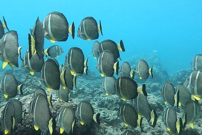 Hanauma Bay Guided Snorkeling Tour with Transportation - Price and Value: Is It Worth It?