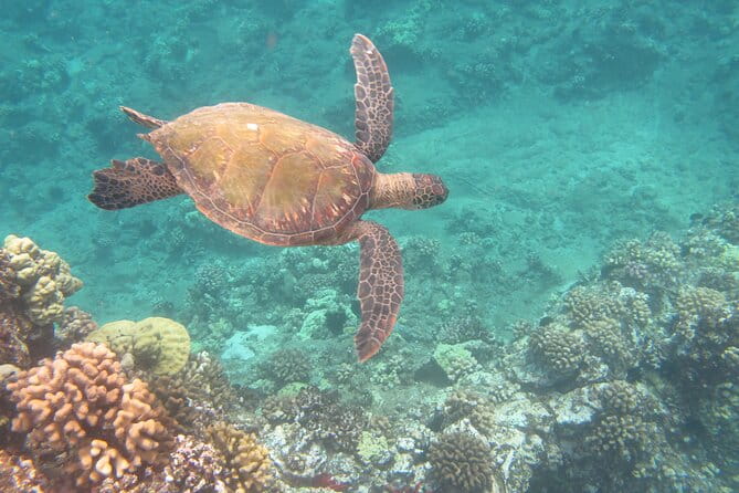Hawaiian Canoe Sailing Experience in Maui - FAQ