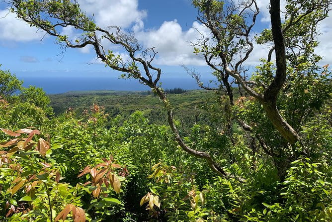 Hike Honolua Ridgeline - Final Words