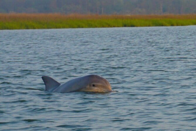 Hilton Head Island Sunset Dolphin Tour - The Crew and Commentary: Making It Special