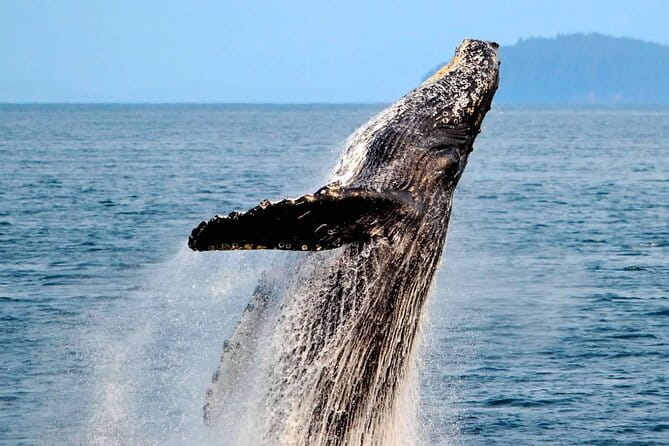 Icy Strait Whale & Wildlife Endeavor - Practical Considerations