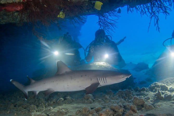 Kauai's Ultimate Boat 2 Tank Adventure Dive Certified Divers Only - Highlights That Make This Tour Special
