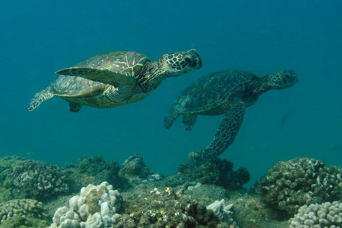 Kauai's Ultimate South Shore 2 Tank Dive (Certified Divers Only) - A Detailed Look at the Kauai South Shore Dive Experience