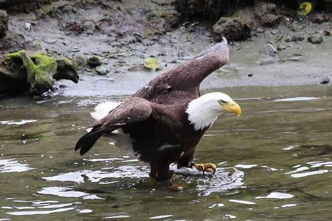 Ketchikan All In One - Saxman Native Village: Cultural and Artistic Insights