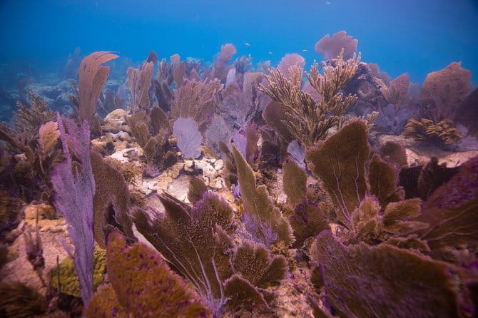 Key Largo 2 Tank Dive trip - Frequently Asked Questions