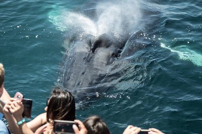 Luxury Whale Watching: Fewer People, Extra Speed, Expert Staff - Who Is This Tour Best For?