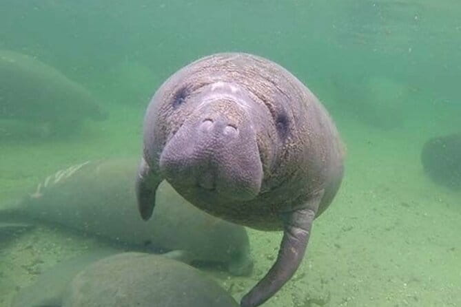 Manatee Discovery Anna Maria Island - The Value of the Tour