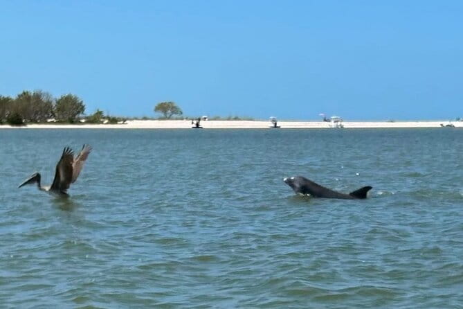 Manatee, Dolphin, and 10,000 Islands Eco Beach Tour by Boat - Pricing & Value