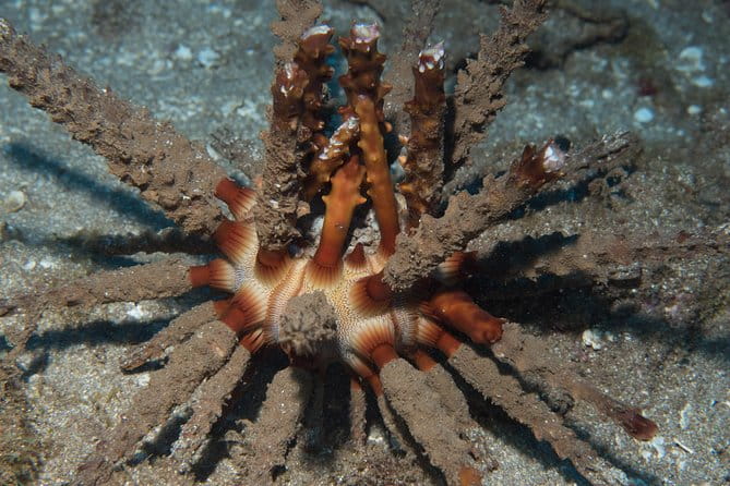 Maui Certified Shore Diving from Lahaina - Who Should Consider This Tour?