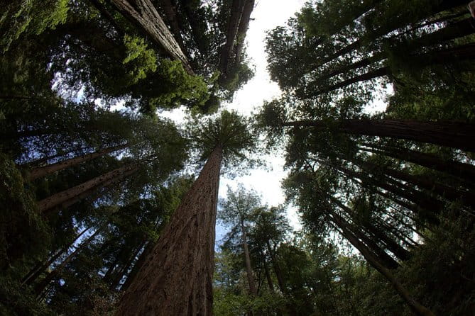 Muir Woods and Sausalito Afternoon Tour Small-Group Half-Day - An In-Depth Look at the Itinerary