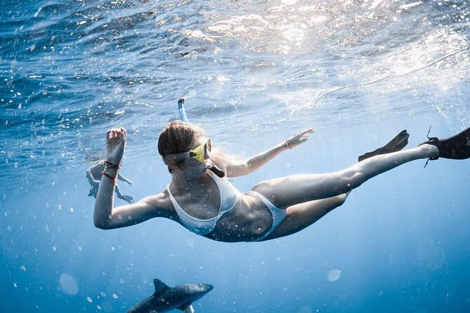 Oahu Open Water Shark Diving Experience - The Value of 0