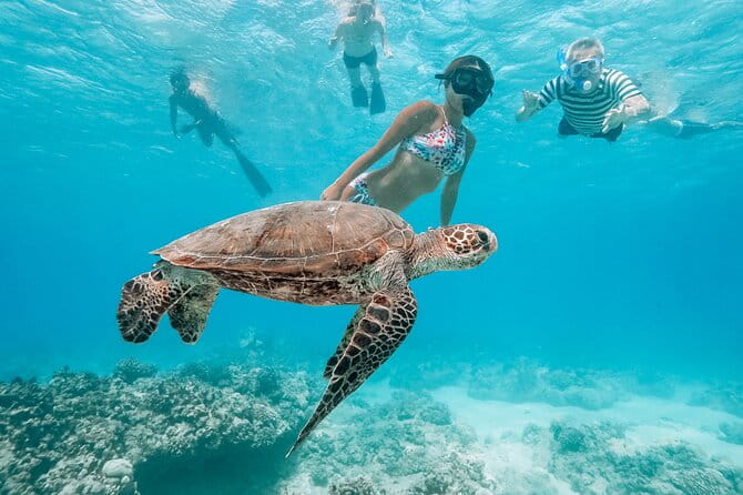 Oahu Swimming with Dolphins Speedboat Adventure - Practical Details & Tips