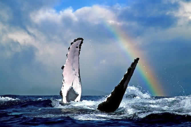 Oahu Whale Watching Excursion - Frequently Asked Questions