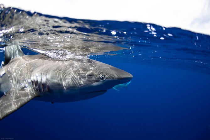 Open Water Shark Dive - The Itinerary and What to Expect