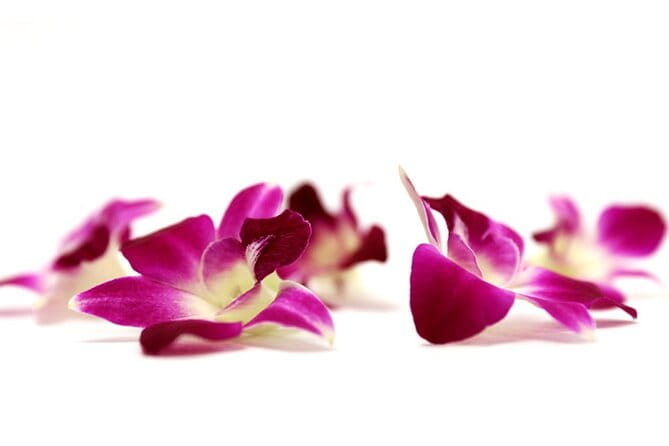 Orchid Airport Lei Greeting (Maui, Kahului Airport, OGG) - What Do Travelers Say?