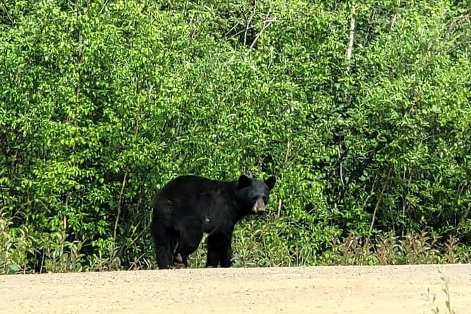 Private Arctic Circle Expedition from Fairbanks - What’s Included and What’s Not