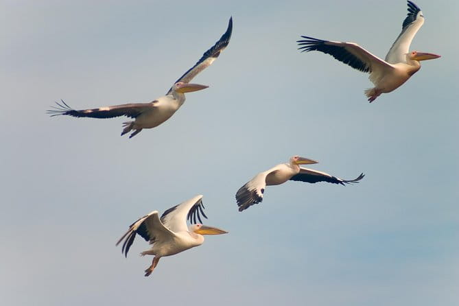 Private Historical Wildlife and Dolphin Cruise South Padre Island - Frequently Asked Questions