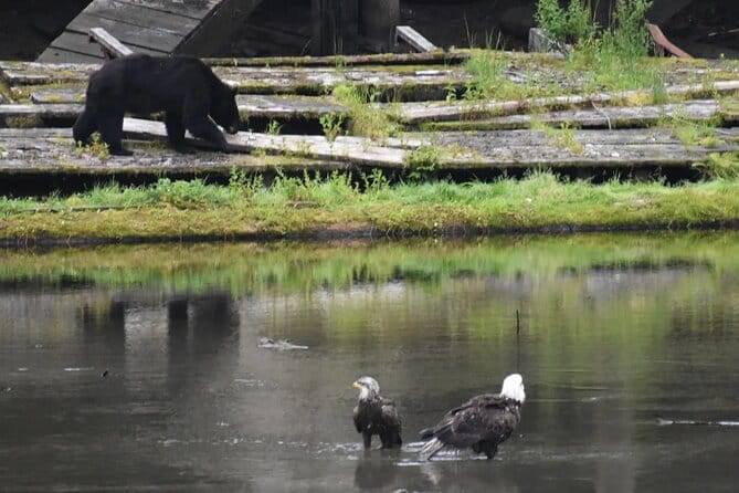 Private Ketchikan City Totems & Wildlife Van Tour - Authentic Experience & Guide Expertise