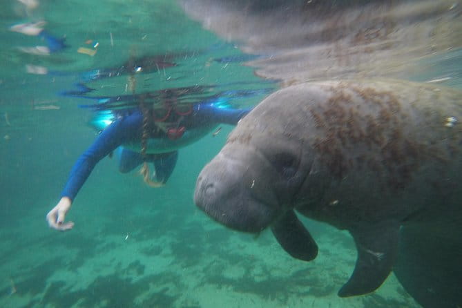 Private Manatee Snorkeling Tour - What Travelers Love About This Tour