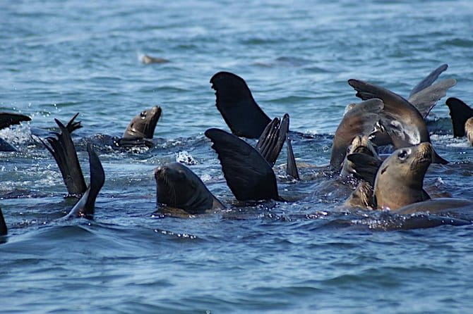 Private Sailing Tour of Bodega Bay - What the Itinerary Looks Like
