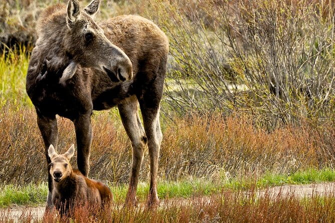 Private Sunrise 4-Hour Grand Teton Wildlife Adventure - What’s Included and What to Consider