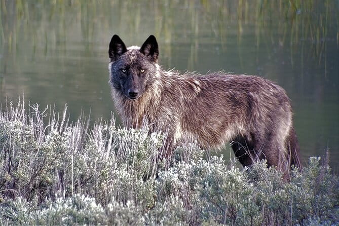 PRIVATE Wolf & Wildlife Watching in Yellowstone's Lamar Valley - The Experience: What Travelers Say