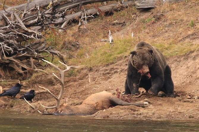 Private Yellowstone Wolf Watching & Wildlife Safari + lunch - FAQs