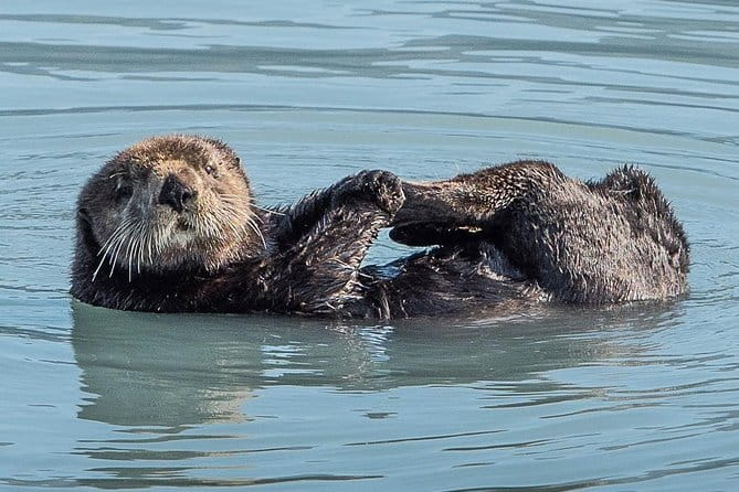 Resurrection Bay Spring Wildlife Cruise - The Value of This Experience