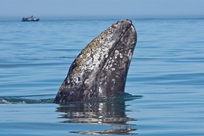 San Diego Whale Watching Cruise - Wildlife Sightings: What’s Usually Seen?