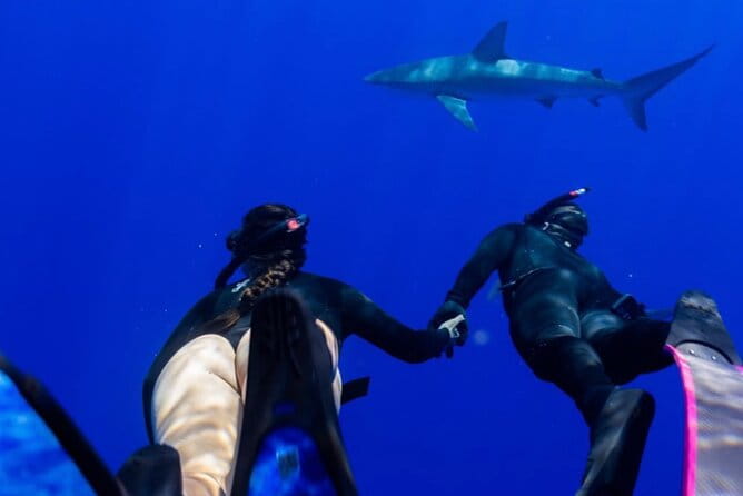 Shark Dive Oahu (No cage) - The Itinerary in Detail