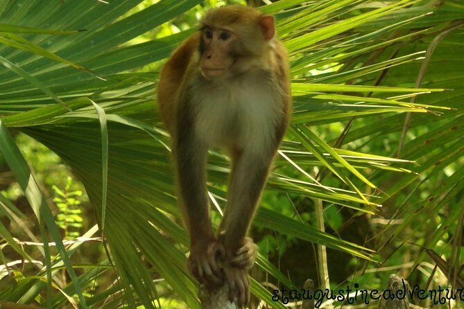 Silver Springs Clear Kayak Manatee & Monkey Adventures - FAQ