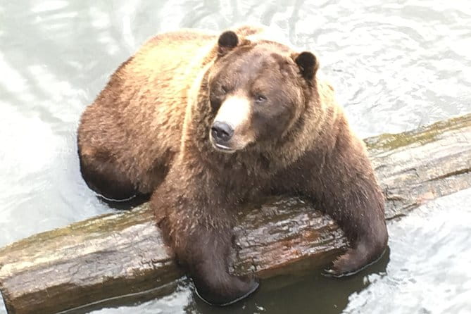 Simply Amazing Sitka Tour: Fortress of the Bear, Alaska Raptor, & Totems - An In-Depth Look at the Sitka Experience