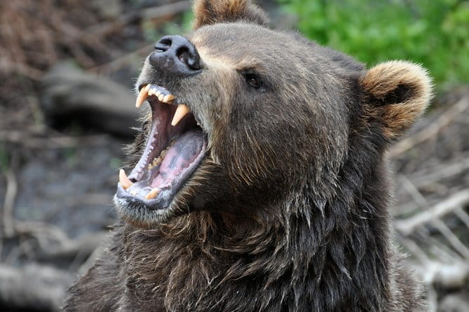 Sitka Scenic Tour - Final Thoughts: Why Choose the Sitka Scenic Tour?