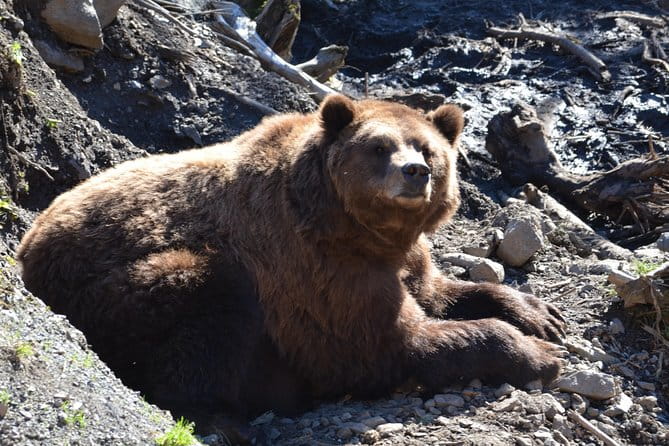 Sitka Sightseeing Tour including Fortress of the Bear and Totem Poles - Practical Tips for Participants
