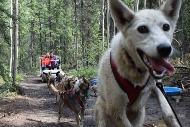 Skagway Shore Excursion: Yukon Dog Sledding and Sightseeing Tour - FAQ