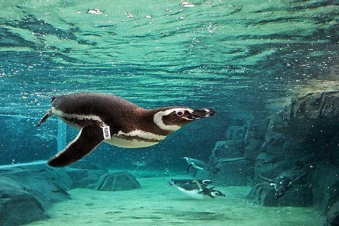 Skip the Ticketing Line: Aquarium of the Pacific General Admission Ticket - Practical Tips for Visiting