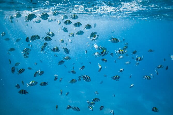 Small Group Turtle Canyon Snorkel in Waikiki - Practical Tips for Booking and Participating