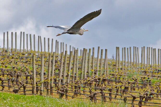 Small Group: Willamette Valley Wine Tour From Portland (Tasting Fees Included) - FAQ