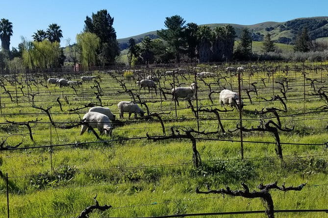 Sonoma Wine Tour with 2 Tastings Included Small-Group Half Day - Second Winery: Jacuzzi Family Vineyards—A Taste of Italy in Sonoma
