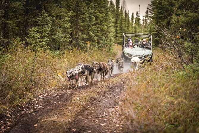 Summer Mushing Cart Ride & Kennel Tour - The Scenic Trail & Cart Ride