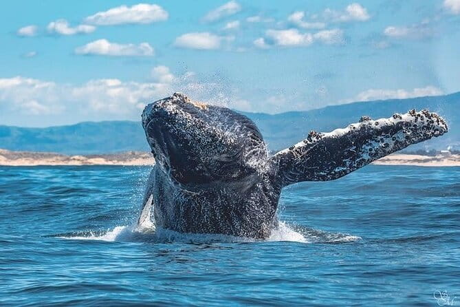 Sunset Whale Watch Tour in Monterey - Practical Details for Planning