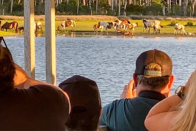 Sunset Wildlife Cruise along Assateague & Chincoteague Island - The Practical Details