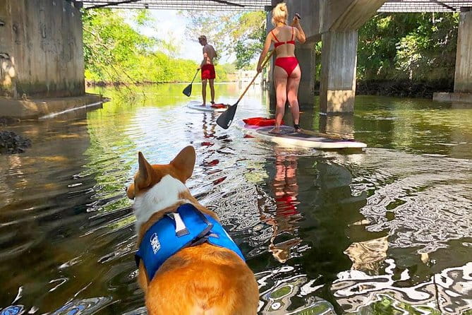 SUP PUP Paddleboard Tour - What You Can Expect During the Tour
