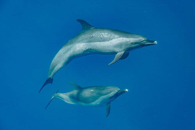 Swim With Dolphins & Turtles in West Oahu (Semi-Private Tours) - The Itinerary: What Makes Each Stop Special