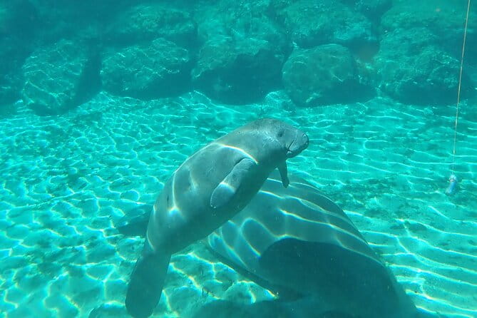 Swim With Manatees In Crystal River, Florida - FAQs