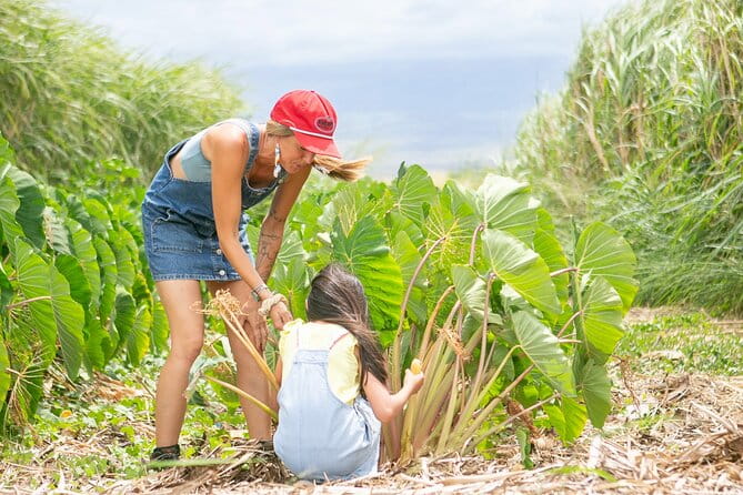 Taste of Hawaii: A Maui Farm Tour - Exploring the itinerary in detail